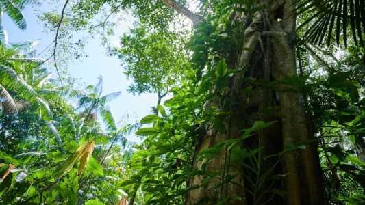 Quem protege a Floresta Amazônica? Entenda.