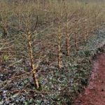Seguro rural, a pedra na botina do produtor