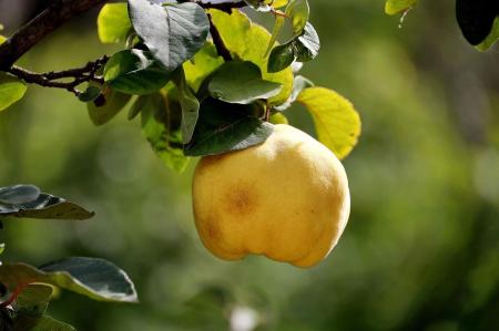 Além de comer bem, quem passar por lá poderá participar de degustações, curtir atrações culturais e até ganhar mudas de marmelo para plantar em casa.