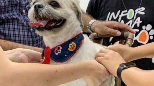 Quinze animais foram atendidos pelo projeto em dois anos