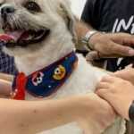 Projeto de BH oferece cadeiras de rodas para cães deficientes e consultas gratuitas