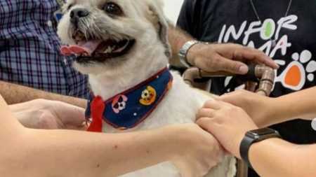 Quinze animais foram atendidos pelo projeto em dois anos