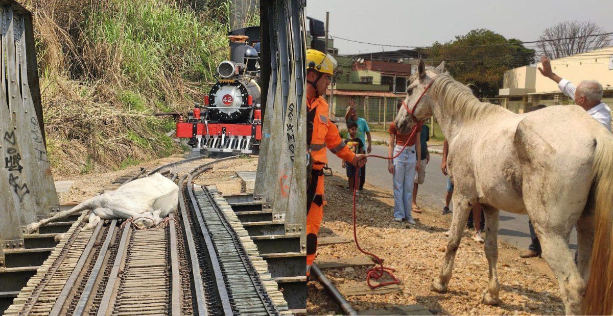 Cavalo prende a pata em trilho de trem e é resgatado por bombeiros em MG