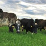 ‘Vaca do futuro’ completa 27 anos com redução de 40% nas emissões de metano