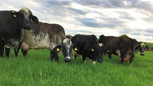 Raça Girolando surgiu por acaso quando um Touro Gir invadiu uma pastagem vizinha, no Vale do Paraíba, e cobriu algumas vacas holandesas
