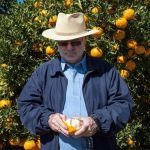 Chuvas de granizo comprometeram lavouras de mexerica no sul Minas