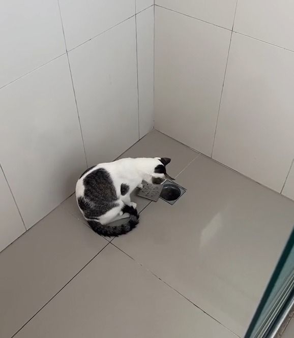 Vídeo: gatinho retira tampa dos ralos de banheiros e impressiona a web
