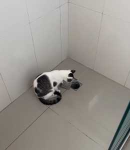 Gato brinca com a tampa do ralo no banheiro