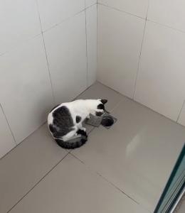 Gato brinca com a tampa do ralo no banheiro