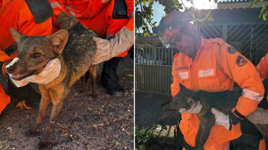 Antes de entrar em campo em um campeonato oficial – o Mineiro -, o Cruzeiro enfrenta o Shakhtar Donetsk-UCR neste domingo (25), às 17h, no estádio Mané Garrincha, em Brasília.