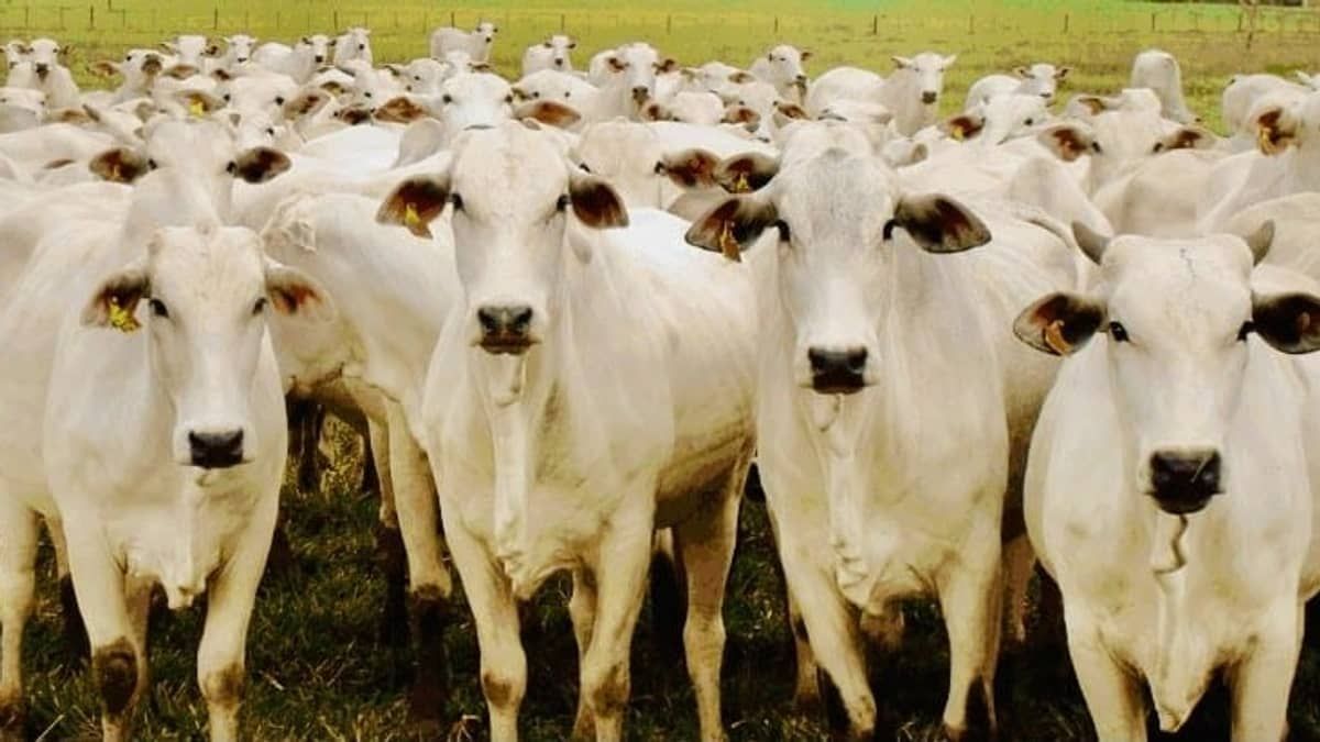 Governo estuda adotar sistema de rastreabilidade bovina individual no país