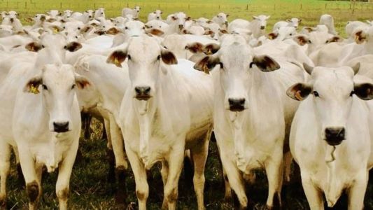 Rastreabilidade individual permitiria conhecer informações pormenorizadas sobre cada animal