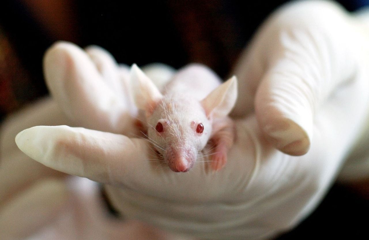 Pesquisa revela que seres vivos emitem uma luz que 'apaga' quando eles morrem