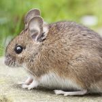 Mulher cria hotel para ratos de estimação; veja detalhes do estabelecimento