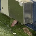 TV flagra rato à beira do gramado do Camp Nou, estádio do Barcelona