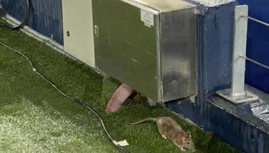 Rato no Camp Nou, estádio do Barcelona