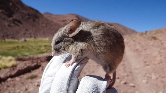 Ratos andinos com orelhas de folha, Phyllotis vaccarum , surpreenderam os pesquisadores por viverem acima de 6.000 metros