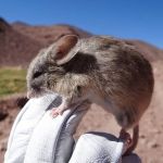 Ratos vivem a mais de 6 mil metros de altura: 'humanos não sobreviveriam'   