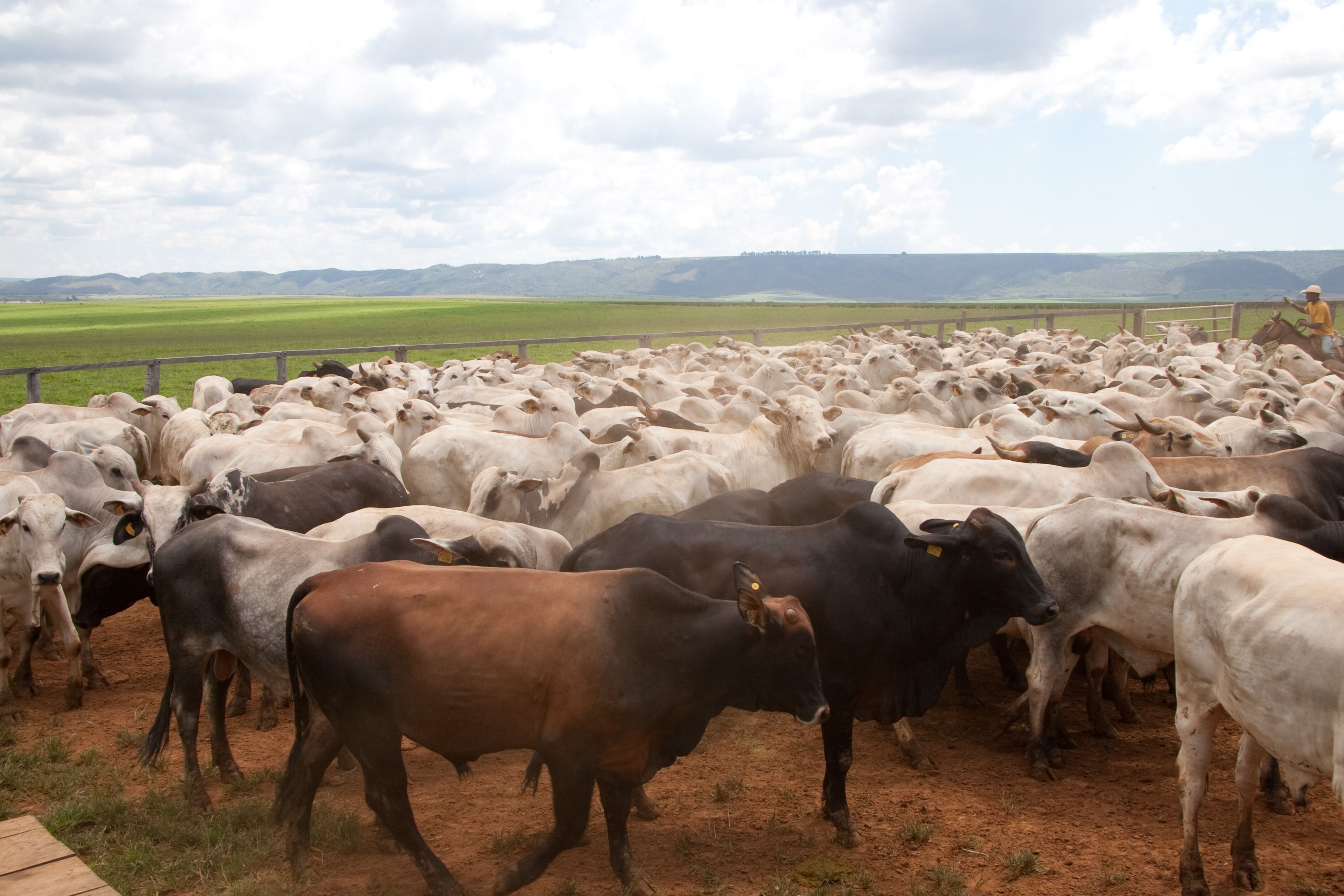 Tristeza Parasitária Bovina: Epamig apresenta soluções para controle da doença no rebanho