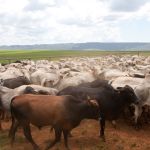 Atualização de rebanhos passa a ser obrigatória para criações de cavalos, cabras, ovelhas e outros; entenda