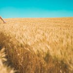 Volume de exportações do agro cresce, mas registra queda US$ 0,8 bilhões na receita; entenda por quê