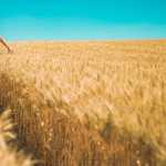 Volume de exportações do agro cresce, mas registra queda US$ 0,8 bilhões na receita; entenda por quê