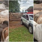 PM Ambiental recupera 68 cabeças de gado furtadas no interior de São Paulo