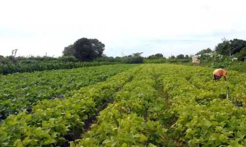 Reforma Agrária Elza Fiuza Agencia Brasil.webp