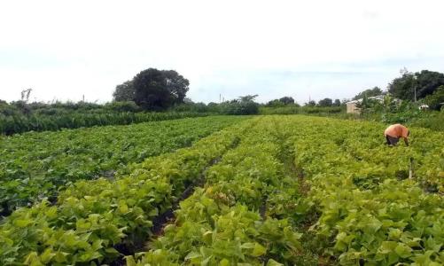 Reforma Agrária Elza Fiuza Agencia Brasil.webp