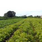 Portaria para ampliar terrenos de Reforma Agrária sem gastar recursos públicos fica pronta até abril