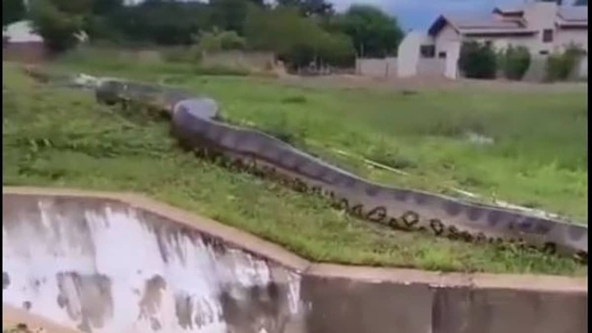 Vídeo: sucuri gigante é flagrada entrando tranquilamente em lago e imagem viraliza  