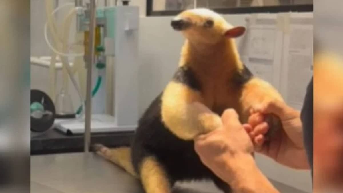 Vídeo: tamanduá-mirim é encontrado em lixo e resgatado por instituto de reabilitação animal