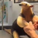 Vídeo: tamanduá-mirim é encontrado em lixo e resgatado por instituto de reabilitação animal