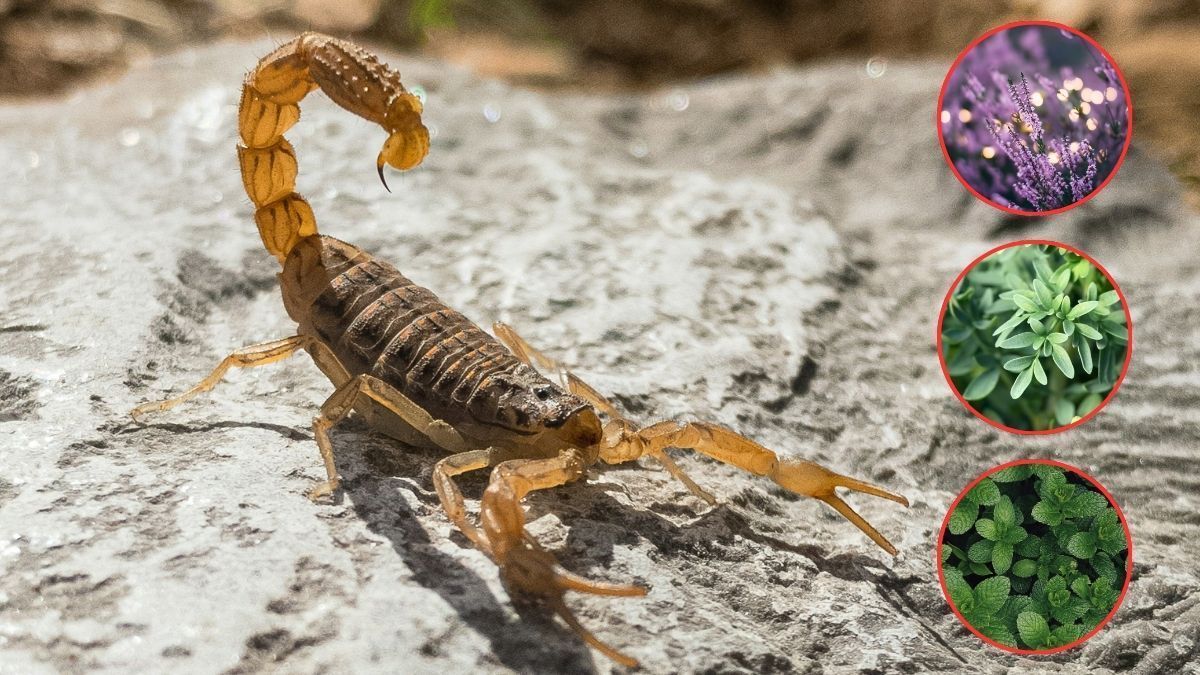 Aqui estão as três plantas que ajudam a afastar escorpiões de sua casa