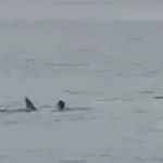 Vídeo: homem é atacado e morto por tubarão em resort no Egito