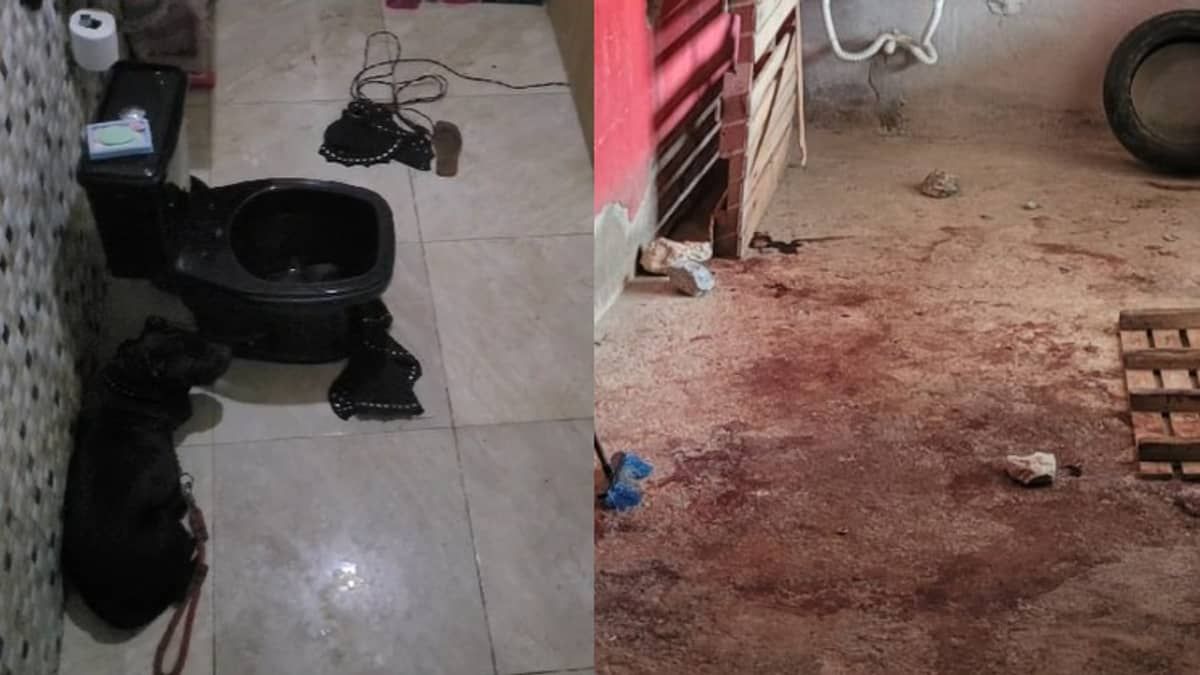 Criança morta por cachorro em Betim: segundo cão envolvido nos ataques está preso em banheiro