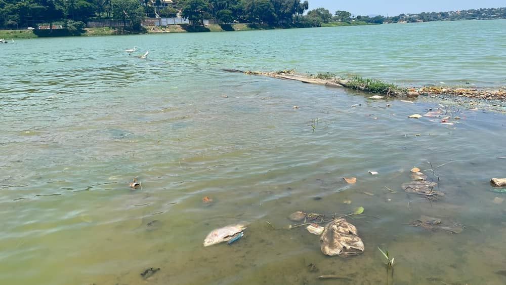 Onda de calor provoca morte de 300 peixes na Lagoa da Pampulha