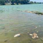 Onda de calor provoca morte de 300 peixes na Lagoa da Pampulha