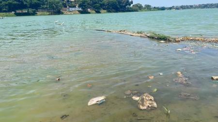 Reportagem flagrou peixes mortos na lagoa nesta quarta-feira (15)