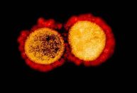 Pesquisa da USP usa ultrassom para destruir vírus da covid e influenza A