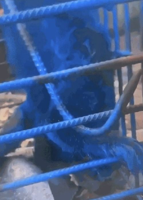 Maus-tratos: homem pinta macaco com tinta azul em MG e responderá na Justiça; veja vídeo