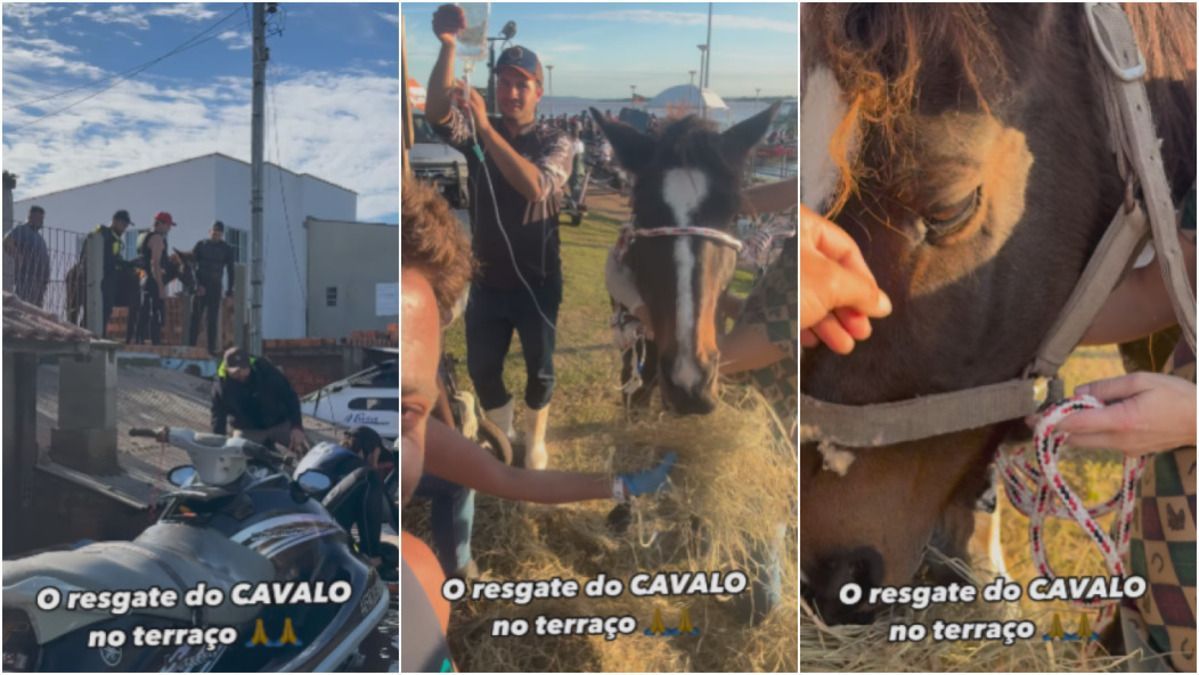 Pedro Scooby e surfistas de ondas gigantes resgatam cavalo em terraço no RS; veja