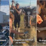 Pedro Scooby e surfistas de ondas gigantes resgatam cavalo em terraço no RS; veja