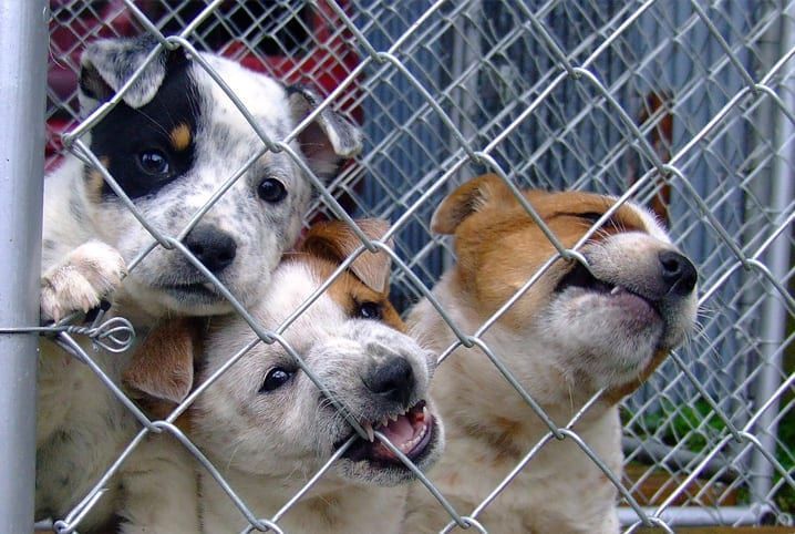 ONGs de Mariana e Ouro Preto realizam tropeiro beneficente para auxiliar animais resgatados
