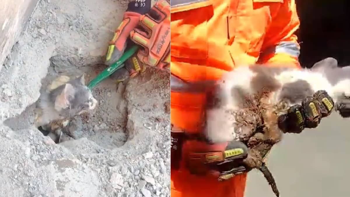 Vídeo: bombeiros fazem 'operação especial' para resgatar gatinho no interior de Minas