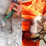 Vídeo: bombeiros fazem 'operação especial' para resgatar gatinho no interior de Minas