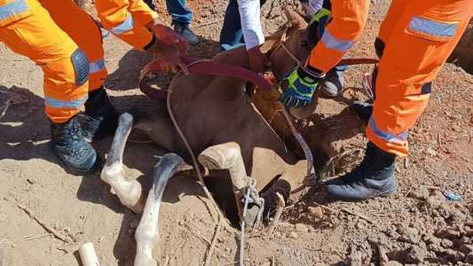 Resgate do animal foi realizado pelo Corpo de Bombeiros na manhã deste sábado (11)