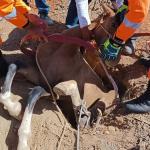 Égua cai em buraco de construção e fica entalada no interior de Minas