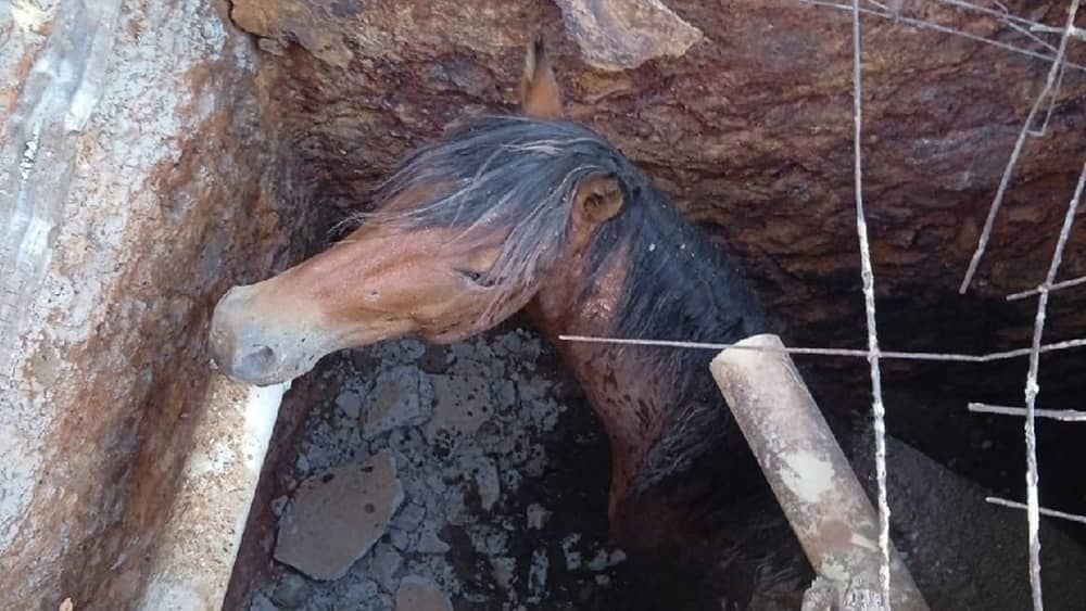 Cavalo cai em fossa séptica e é resgatado pelos bombeiros no Norte de Minas