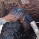 Cavalo cai em fossa séptica e é resgatado pelos bombeiros no Norte de Minas